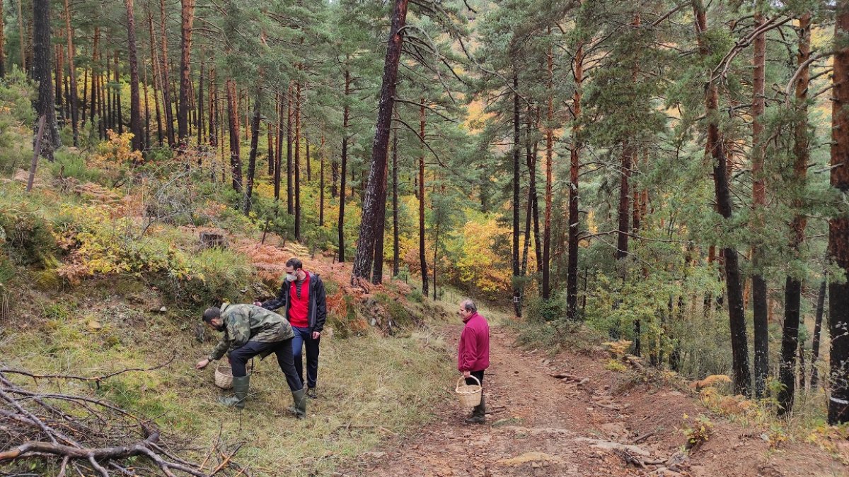 'Seteros' en pleno pinar recogiendo hongos.-HDS
