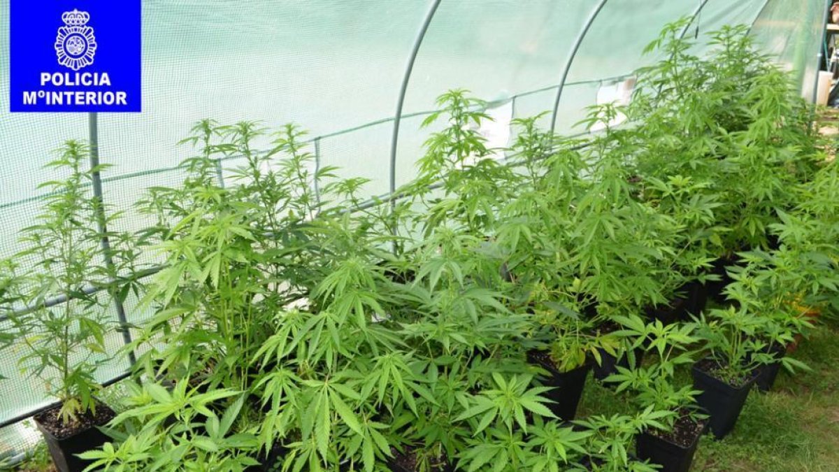 Plantas de marihuana en una finca en Cadosa.-POLICÍA NACIONAL
