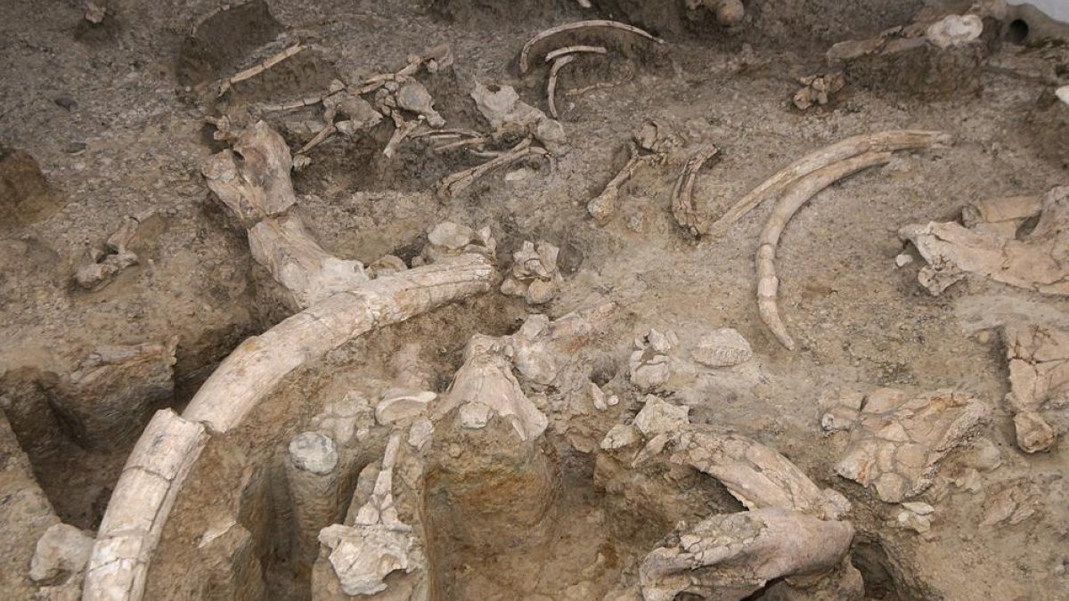 Restos fosilizados en el yacimiento de Ambrona-V.G.