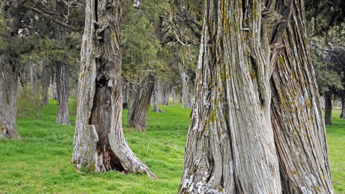 El Sabinar de Calatañazor brilla por la antigüedad y porte de sus ejemplares, pero lo que le hace único en Europa es su densidad de ‘Juniperus thurifera’. / VALENTÍN GUISANDE