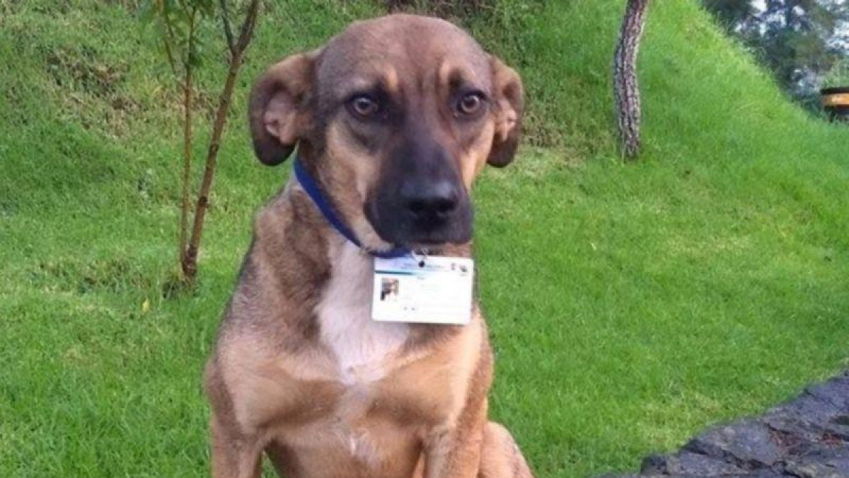 El perro Toby.-EL PERIÓDICO