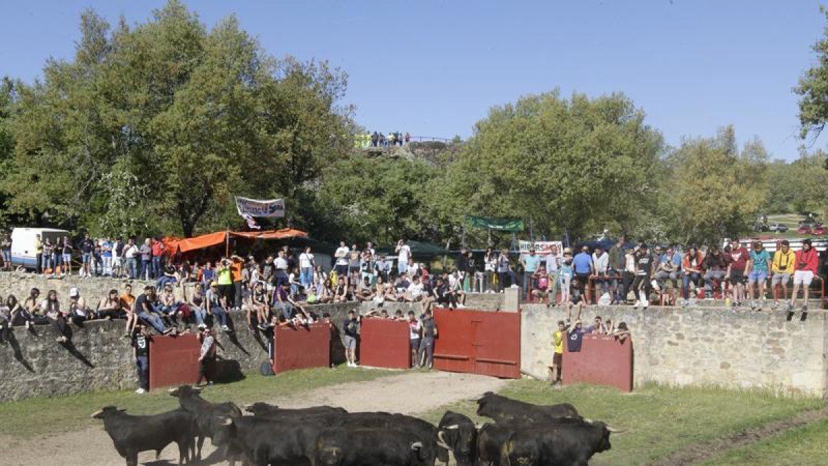 Los toros del Jueves La Saca ya están en Valonsadero-Luis Ángel Tejedor