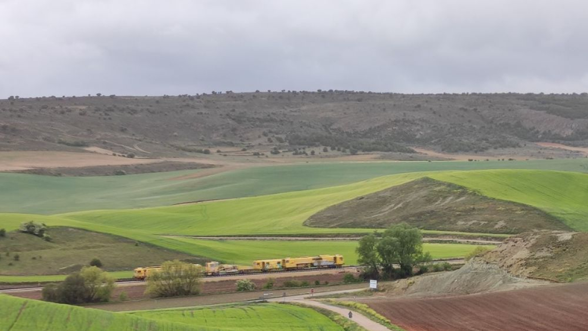 Campos de cereal naciendo en la zona de Ambrona.
