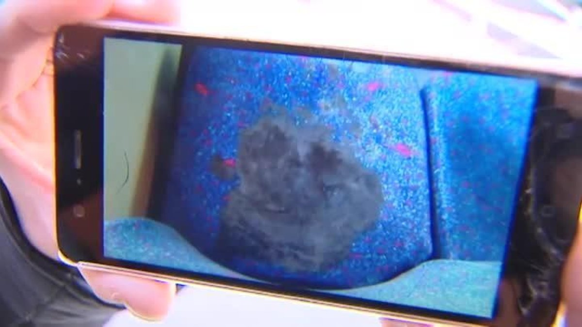 Laura enseña la foto del asiento del autobús en el que se sentó su hijo Pau de 17 años. Una sustancia abrasiva, negra y muy viscosa estaba encima de la tela.-ATLAS