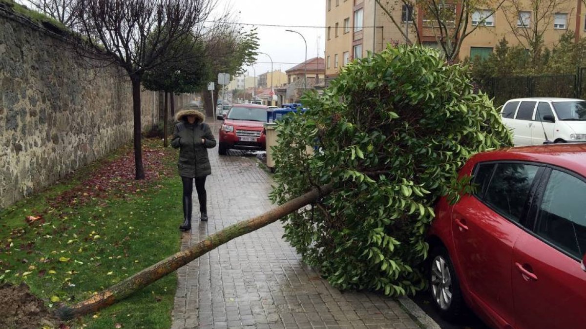 Un árbol caído interrumpe el paso de un peatón-Ical