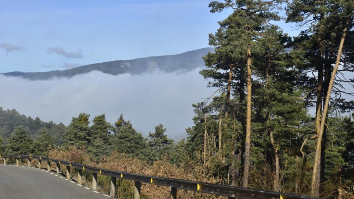 Pinar de Duruelo. HDS