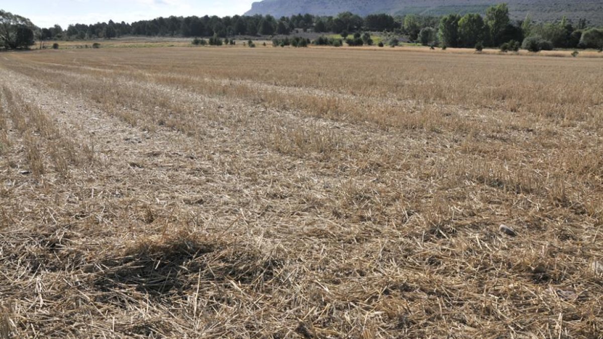 Los daños de la cosecha son apreciables.-Valentín Guisande