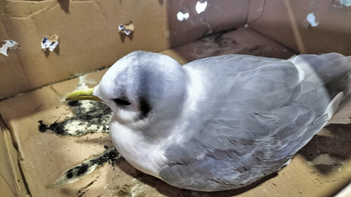 La gaviota tridáctila antes de ser trasladada a Burgos.-JCyL