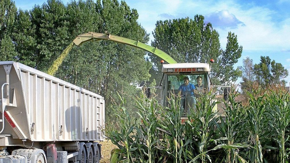 Dos operarios cosechan maíz en un cultivo de la localidad palentina de Monzón de Campos.-- Brágimo