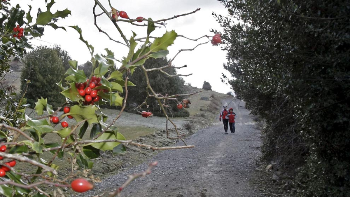 ACEBAL DE GARAGUETA. MARIO TEJEDOR