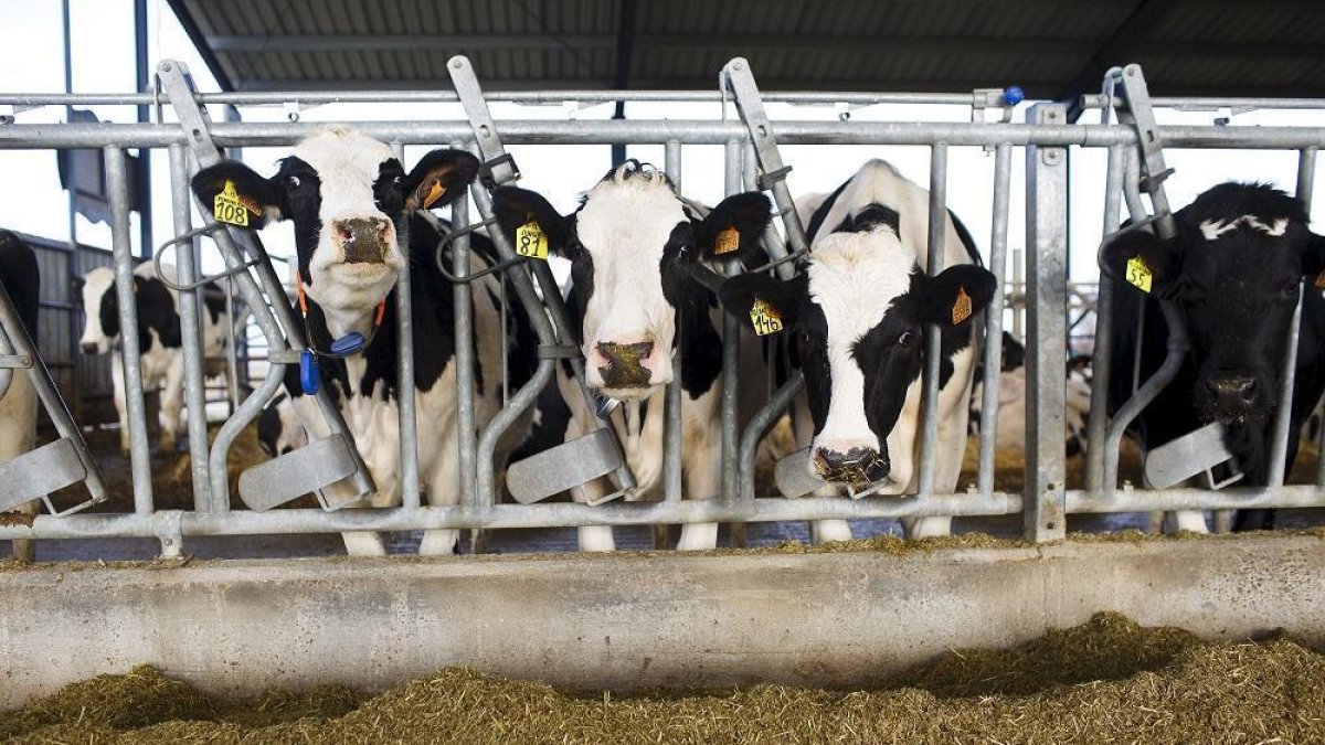 Vacas recién ordeñadas en la localidad abulense de Langa, en la comarca de La Moraña.-- E. M.