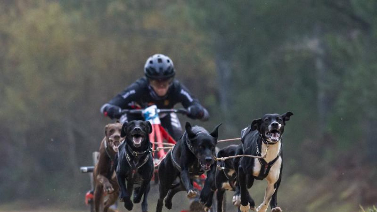 Los mushers sorianos estuvieron con los mejores en el Campeonato de España sobre tierra celebrado el pasado fin de semana en Orense.-HDS