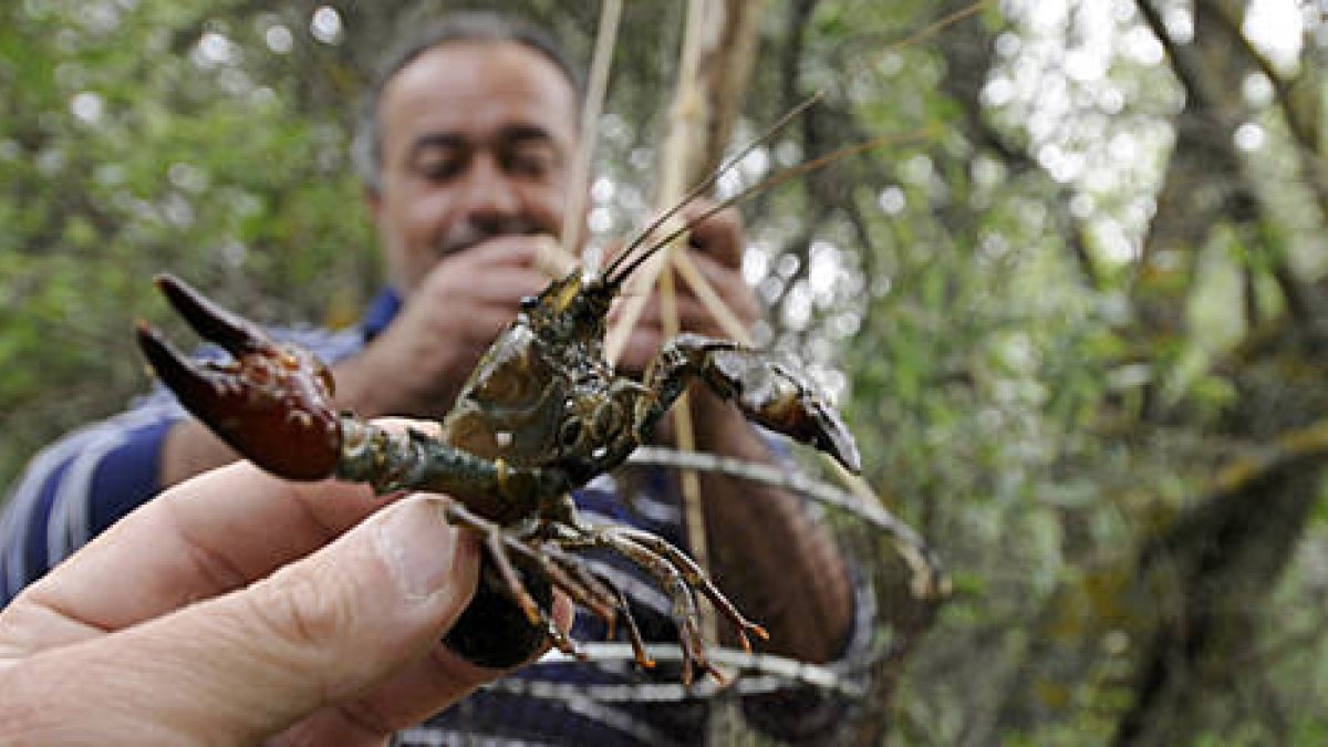 El cangrejo señal es una de las joyas más apreciadas por los pescadores sorianos. / VALENTÍN GUISANDE-