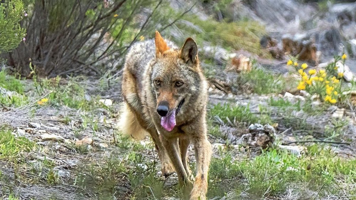 Un lobo nacido en el Centro del Lobo Ibérico de Castilla y León, en una imagen de archivo. HDS