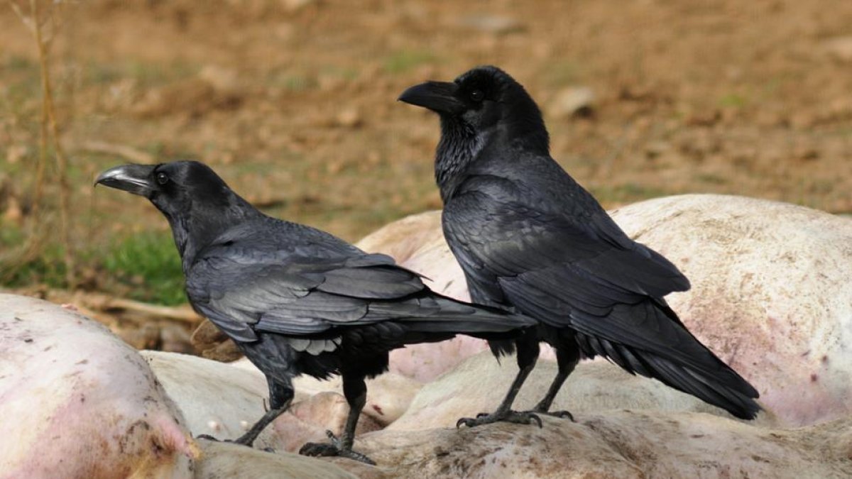 Cuervo, un animal inteligente-V. GUISANDE