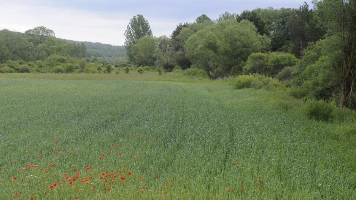 El campo soriano requiere lluvia en estas últimas semanas antes de la cosecha, que comenzará en julio.-V. GUISANDE