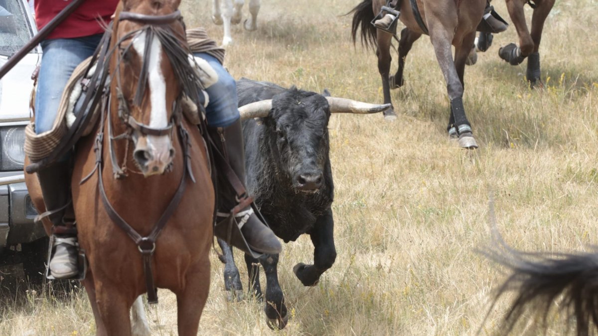 La labor de los caballistas resulta fundamental para la conducción del ganado, tanto en la salida de los corrales, como en la salida de la Vega de San Millán hacia el descansadero. A este último tramo pertenecen estas fotografías de GONZALO MONTESEGURO