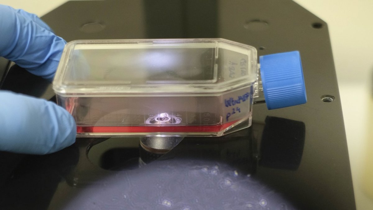 La USAL descubre que el mecanismo antibloqueo para conservar la energía en la mitocondria también previene la muerte celular.