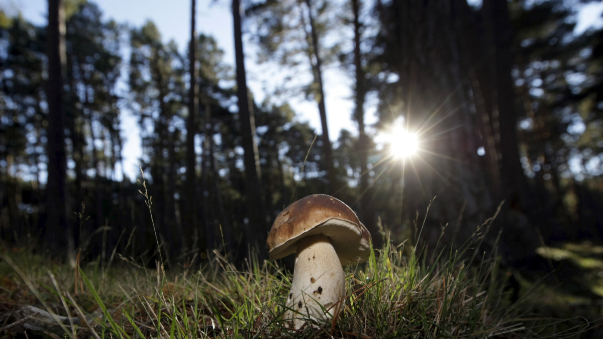 Un boletus bañado por los rayos de sol en el pinar. HDS