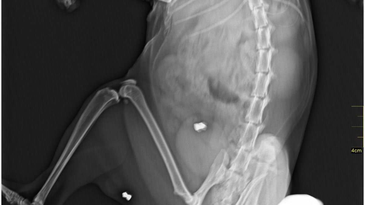 Parte de la radiografía del gato con los perdigones.-HDS