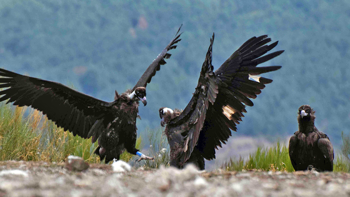 Tres bonitos ejemplares de buitre negro.-HDS