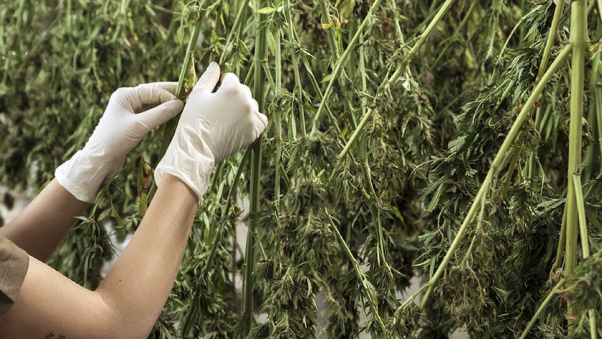 Plantas de cannabis para uso medicinal. HDS