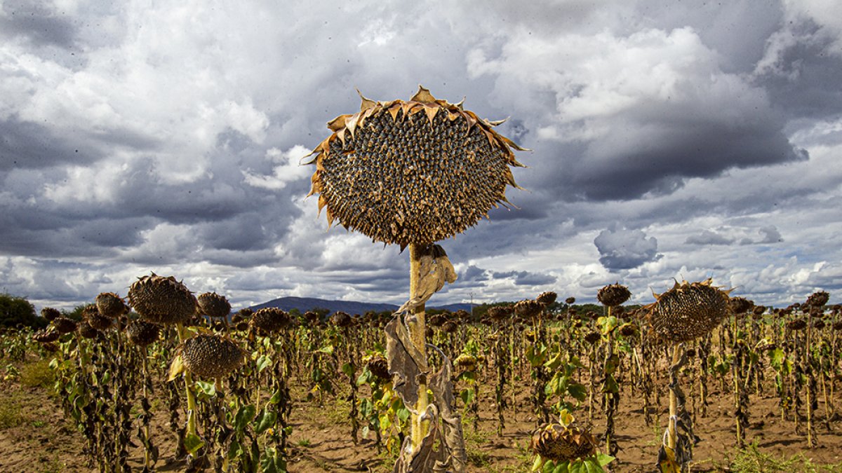 Girasoles listos para ser cosechados. MARIO TEJEDOR