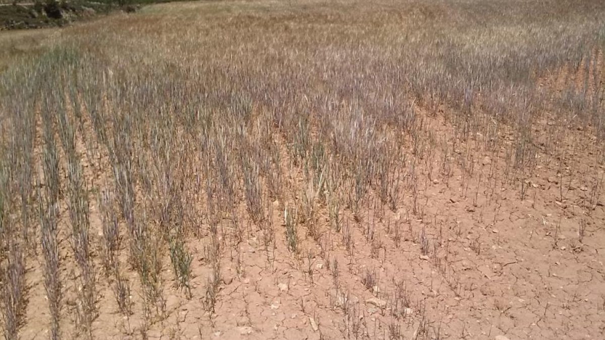 Campo de cereal afectado por la sequía