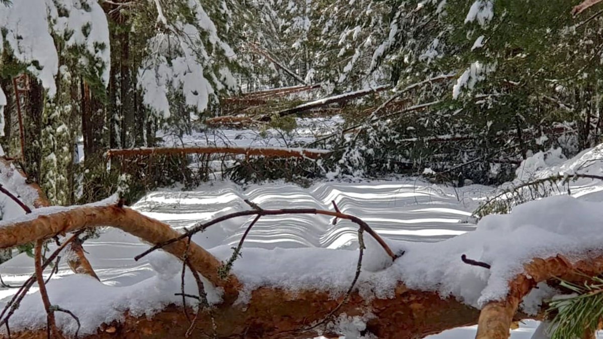 Pinos caídos por la nieve en Castroviejo- Agustín Sandoval