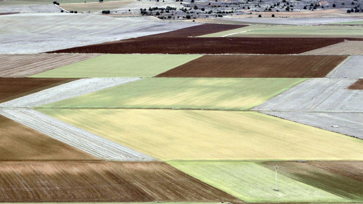 Parcelas en el agro soriano. LUIS ÁNGEL TEJEDOR