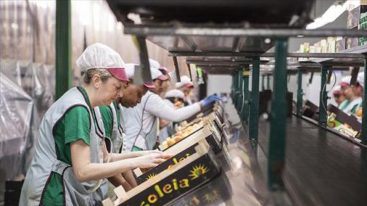 Mujeres trabajando en la selección de fruta de la empresa Fruilar.-DEFOTO / MARC CASALS