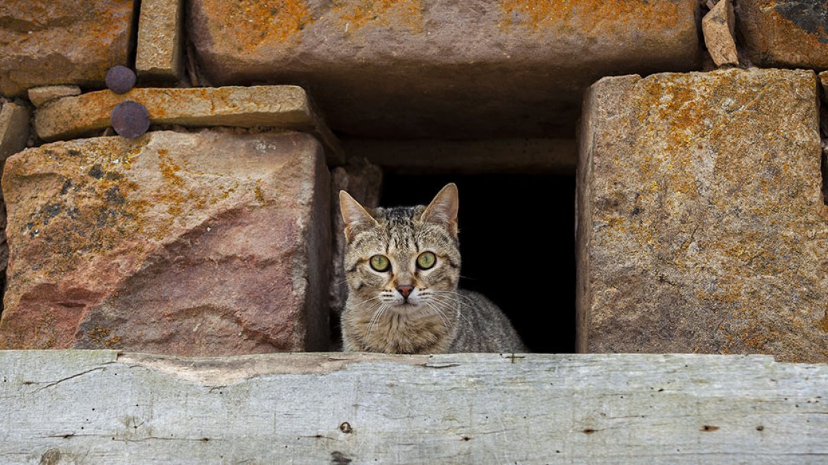 Un gato callejero asoma por una oquedad en una imagen de archivo. MARIO TEJEDOR