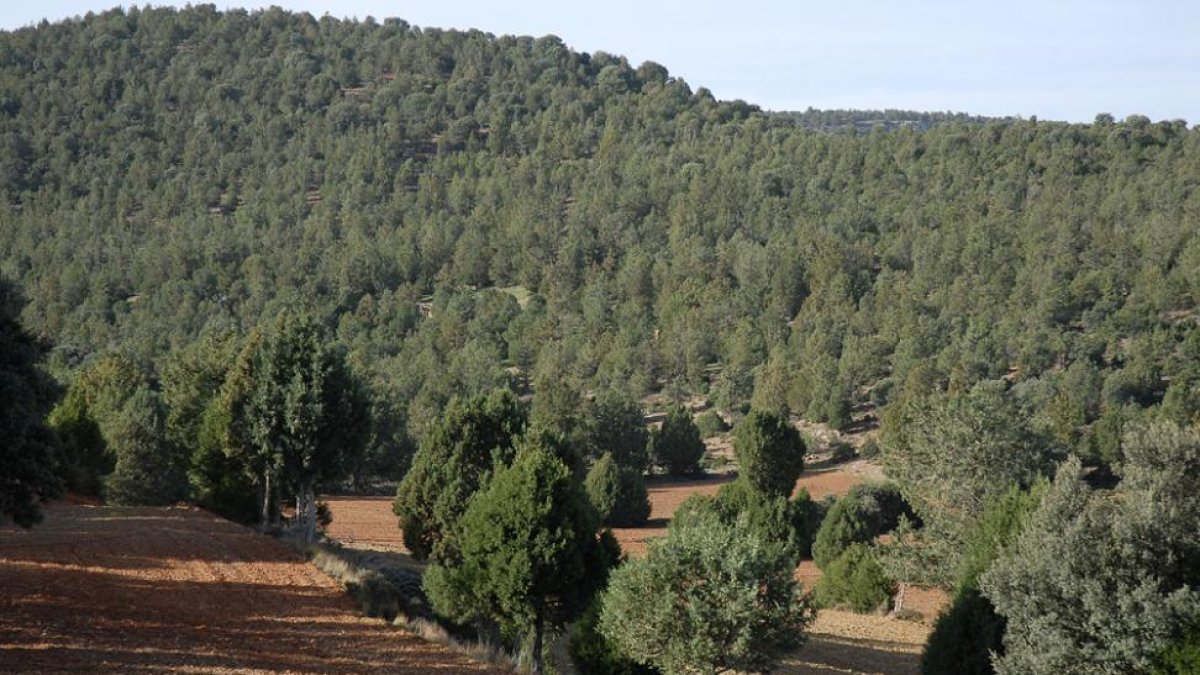 Sabinares del Jalón, zona en la que se ha proyectado la plantación.-V.G.