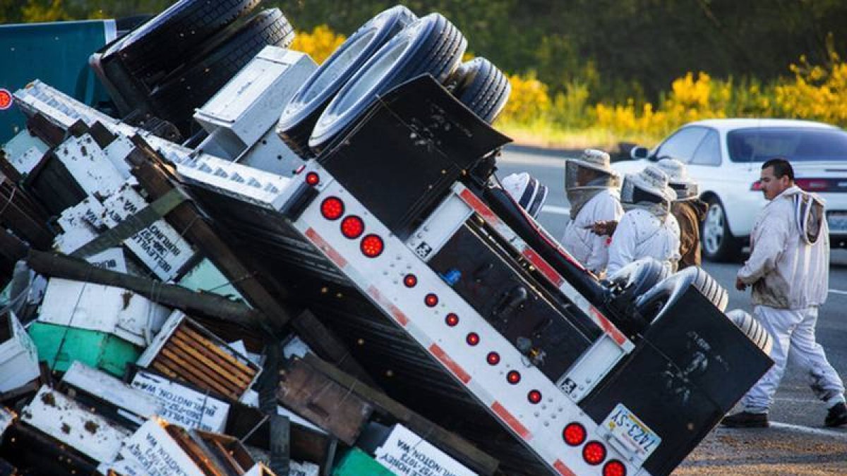 Millones de abejas causan el caos en Seattle.-Foto: MIKE SIEGEL / AP