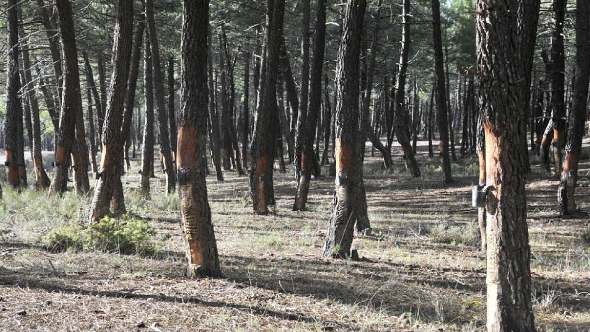 Bosque de pinos en la zona beneficiada por los trabajos. HDS