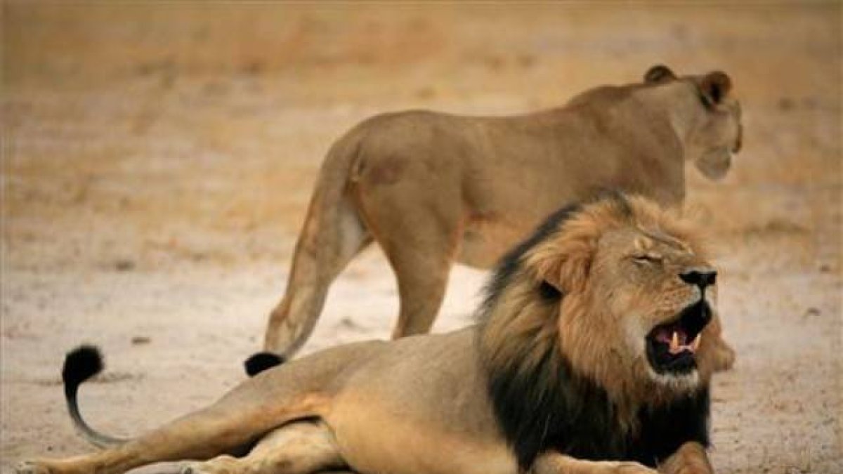 Cecil, el león más famoso de Zimbabue.-Foto: EFE