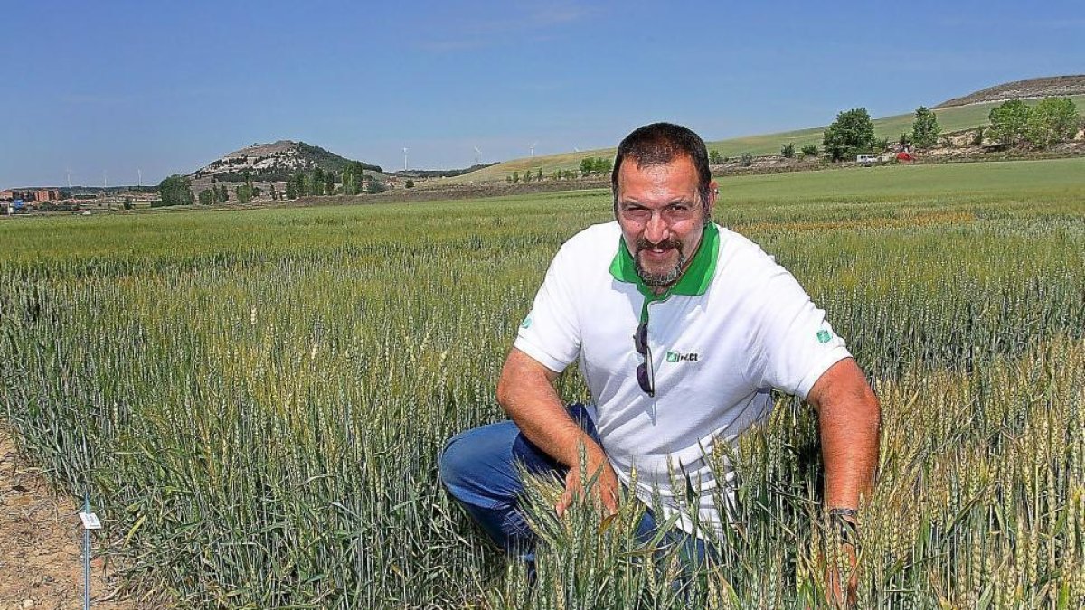 Manuel Calvo, de la Unidad de Agronomía de Itagra, en los campos de ensayo de la localidad palentina de Magaz de Pisuerga-Brágimo