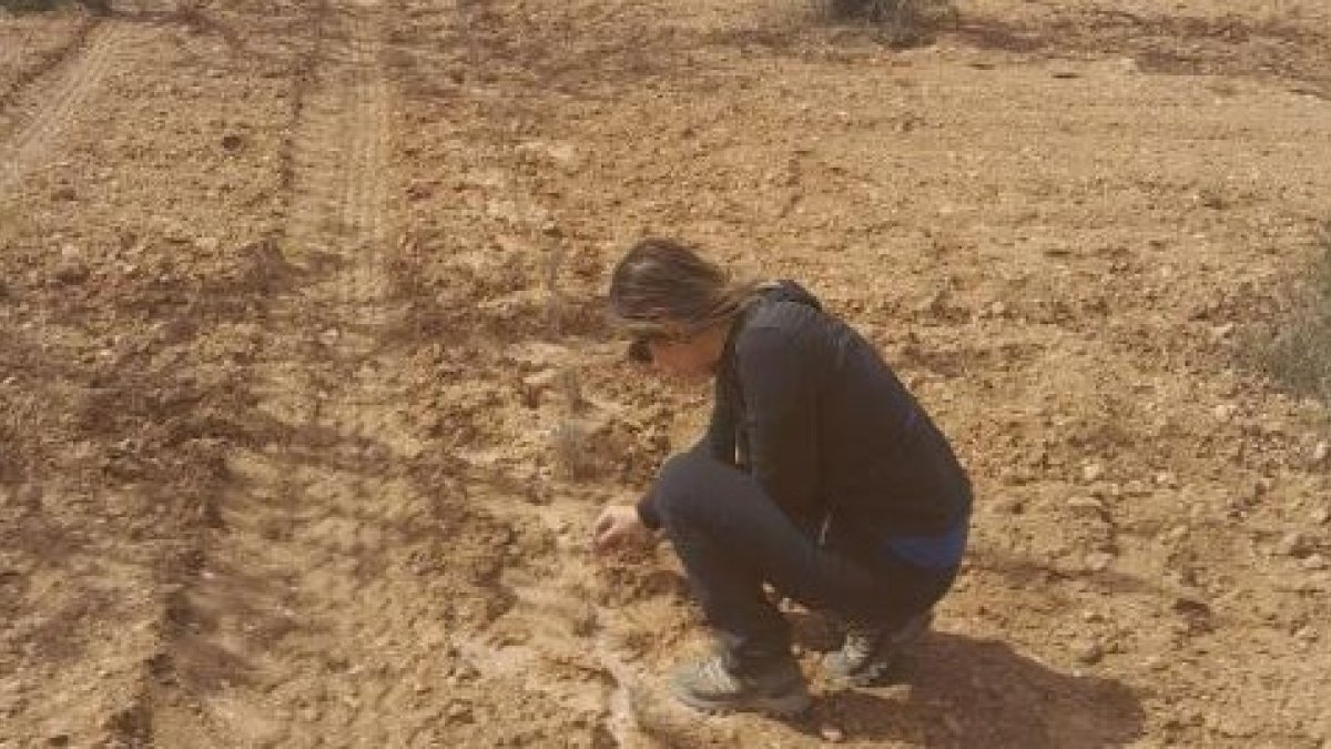 Cultivo de Biovalor en Teruel.-Cesefor