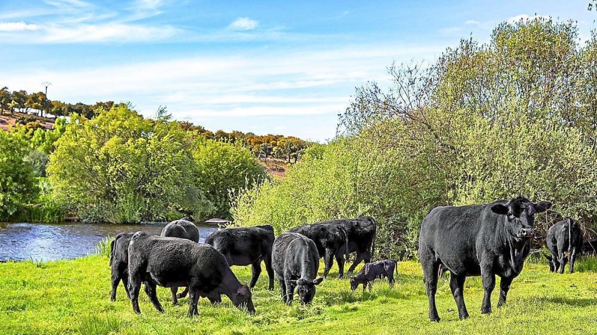 Ejemplares de la raza Aberdeen Angus pastan en las fincas de Miguel Vergara, ubicadas en la localidad salmantina de Baños de Ledesma y en la leonesa de Vidanes, del municipio de Cistierna.-- MIGUEL VERGARA