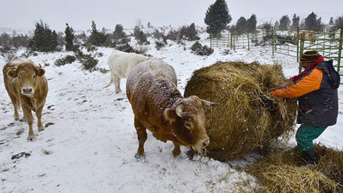 Un ganadero de bovino de Barriomartín dando de pastar a sus reses ayer por la mañana / VALENTÍN GUISANDE -