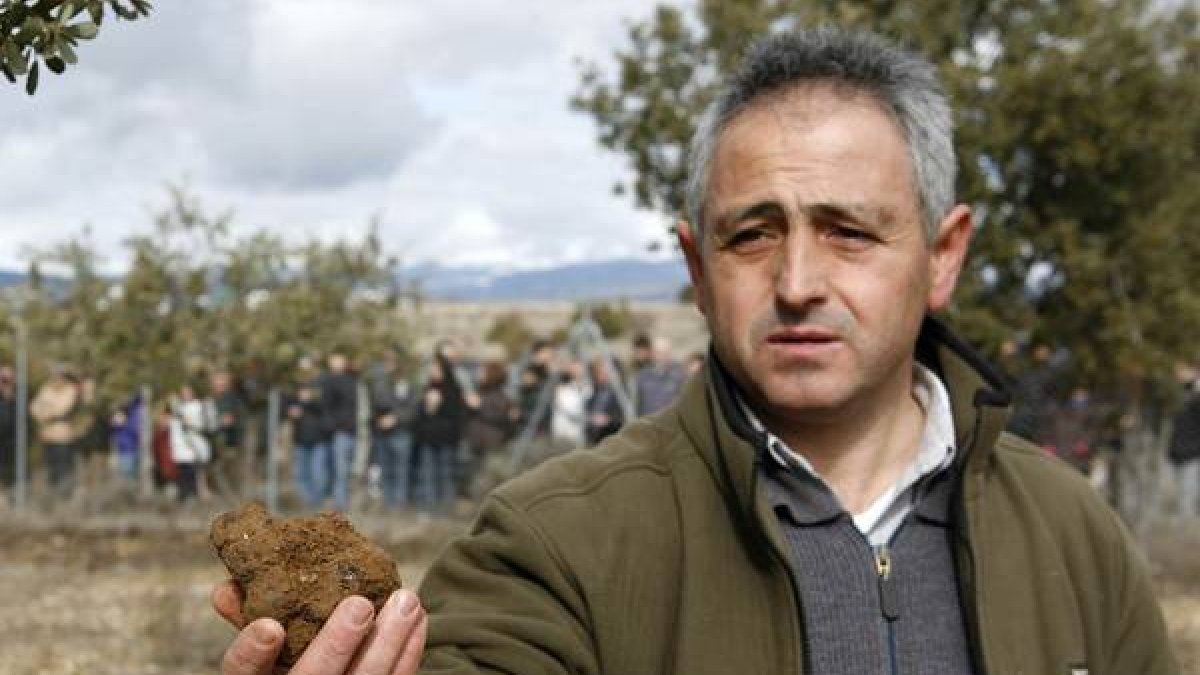 Ejemplar de trufa negra recogida en una finca de la localidad soriana de Abejar.-Concha Ortega / ICAL
