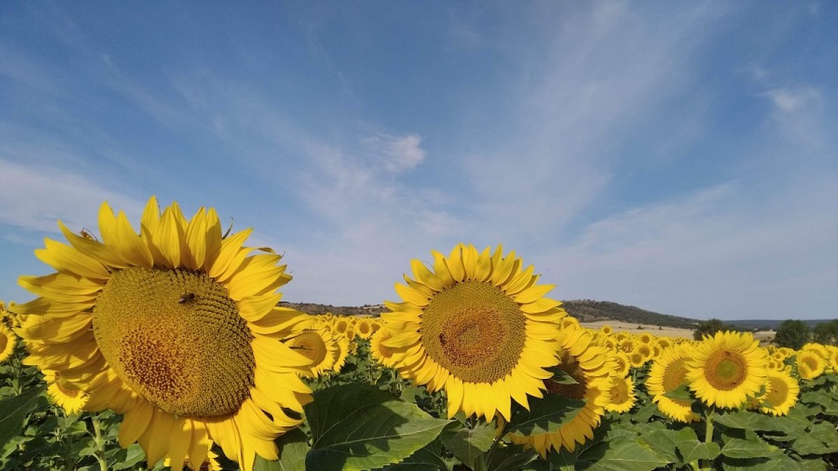 Soria produjo el año pasado 38.500 toneladas de girasol. HDS