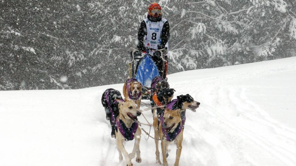 Un musher durante la edición del año pasado de la Soria Unlimited.-