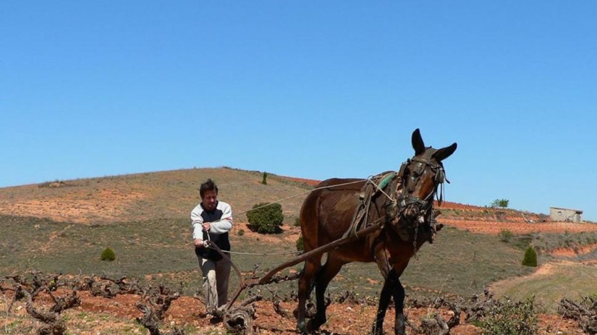 Jesús Lázaro apuesta por la tracción animal para trabajar la tierra.-A. E.