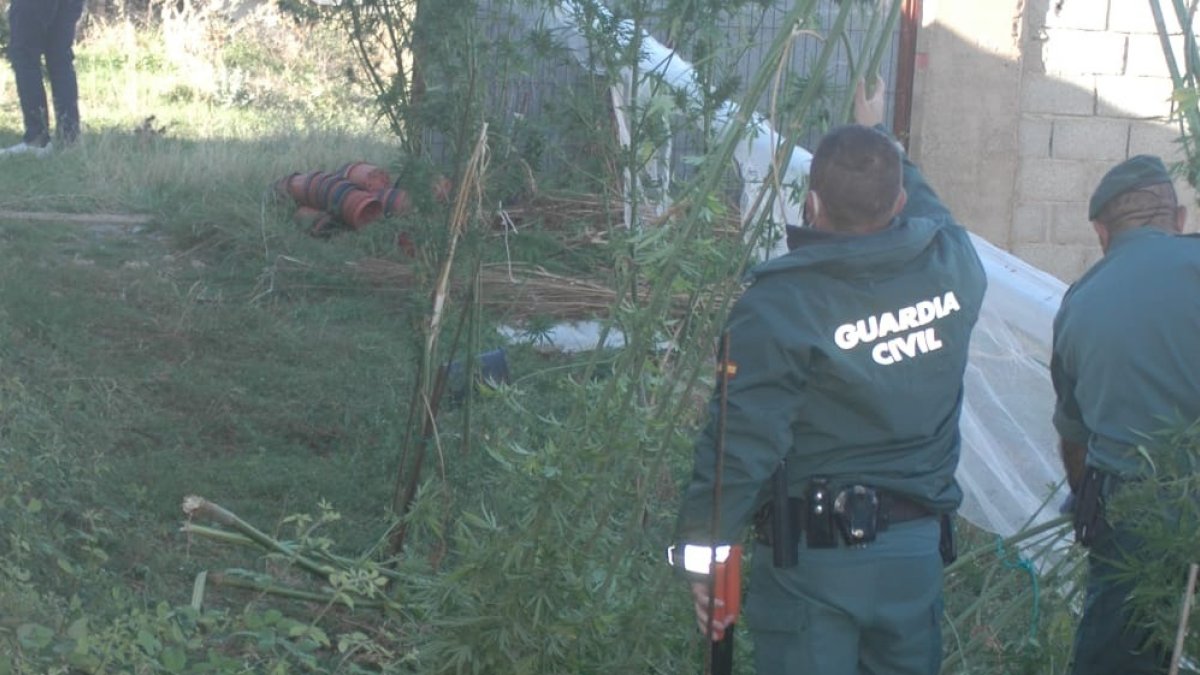 La Guardia Civil en la plantación de Layna. HDS