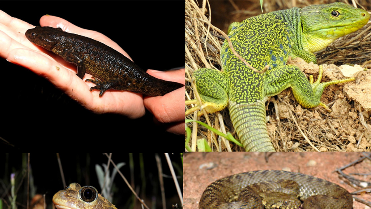 Aprender a convivir con anfibios y reptiles.-HDS