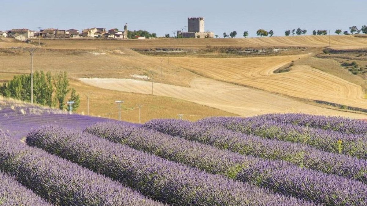 Campo de lavanda en Tiedra, con el municipio de fondo. --R.G: A. DEL DUERO Y P. DE AROMÁTICAS