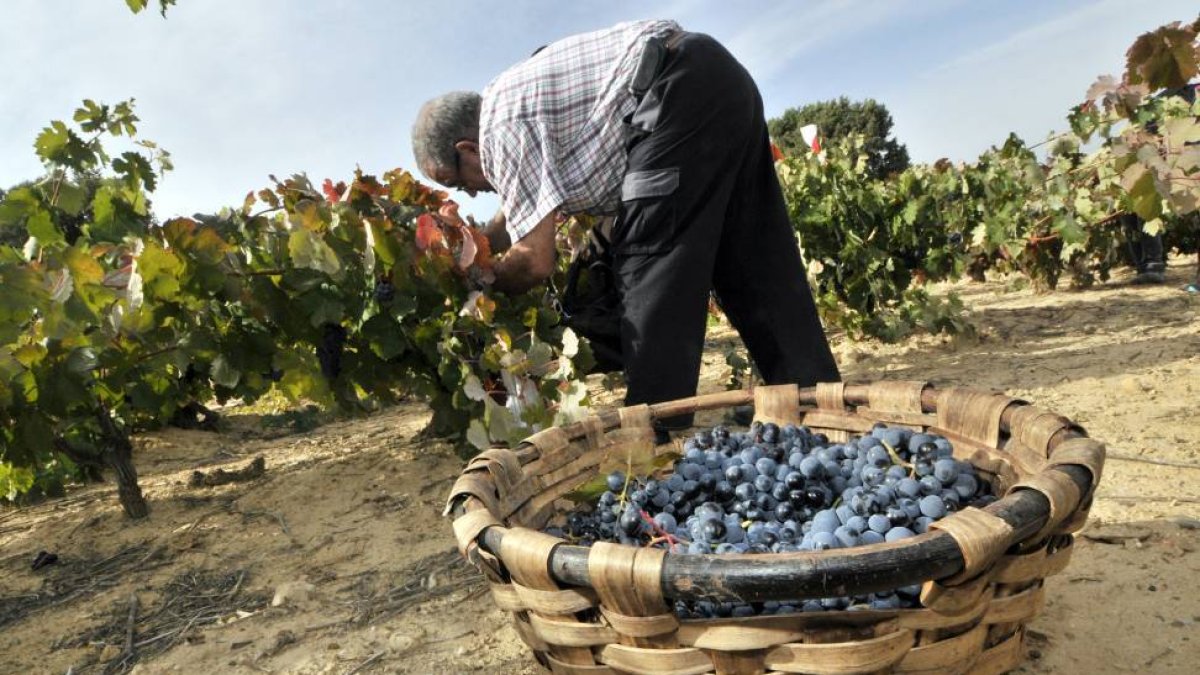 Recolección de la uva en la DO Ribera del Duero..-HDS
