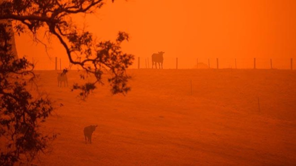 Los daños por incendios en Australia superan los 430 millones de euros.-SAEED KHAN / AFP
