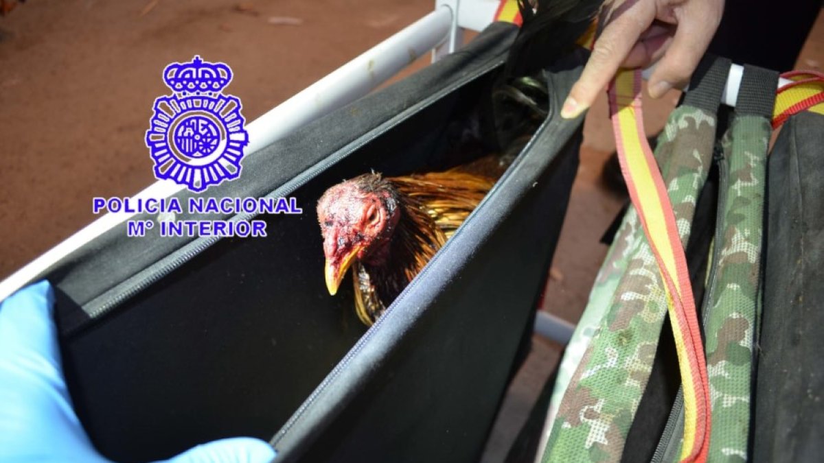 Uno de los gallos intervenidos en la pelea. ICAL